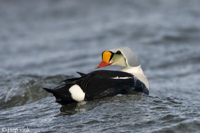 King Eider - Koningseider - Somateria spectabilis