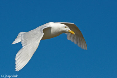 Glaucous Gull - Grote Burgemeester - Larus hyperboreus