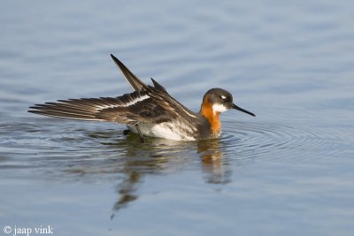 Red-necked Phalarope - Grauwe Franjepoot - Phalaropus lobatus