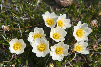 Entireleaf Mountain Avens - Dryas integrifolia