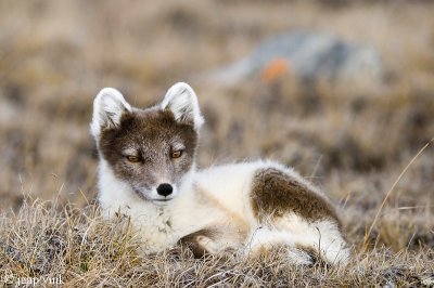 Arctic Fox - Poolvos - Alopex lagopus