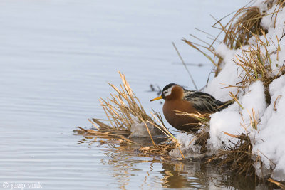 Grey Phalarope - Rosse Franjepoot - Phalaropus fulicarius