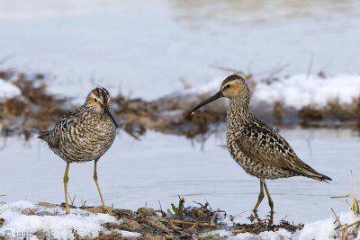 Stilt Sandpiper - Steltstrandloper - Calidris himantopus