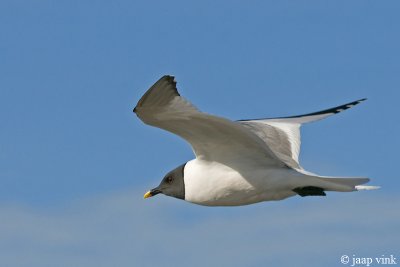 Sabine's Gull - Vorkstaartmeeuw - Larus sabini