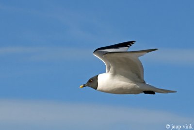 Sabine's Gull - Vorkstaartmeeuw - Larus sabini