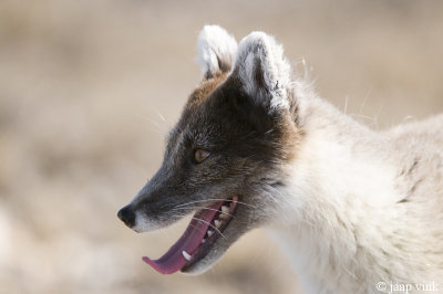 Arctic Fox - Poolvos - Alopex lagopus