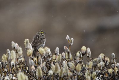 Savannah Sparrow - Savannah Gors - Passerculus sandwichensis