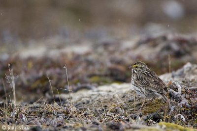 Savannah Sparrow - Savannah Gors - Passerculus sandwichensis