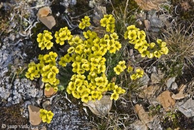 Flat-top Draba - Draba corymbosa