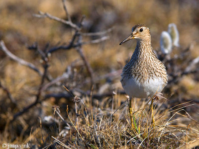 Pectoral Sandpiper - Gestreepte Strandloper - Calidris melanotos