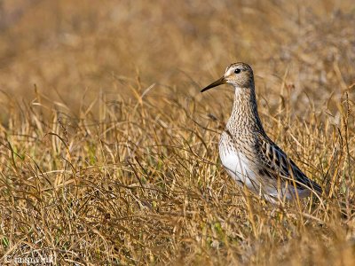 Pectoral Sandpiper - Gestreepte Strandloper - Calidris melanotos