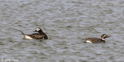 Long-tailed Duck - IJseend - Clangula hyemalis