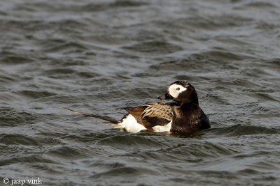 Long-tailed Duck - IJseend - Clangula hyemalis