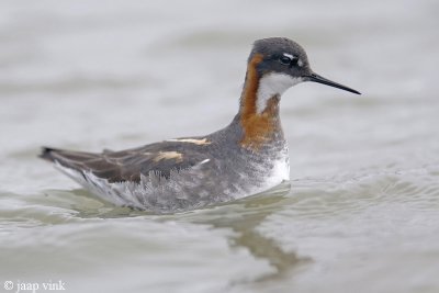 Red-necked Phalarope - Grauwe Franjepoot - Phalaropus lobatus