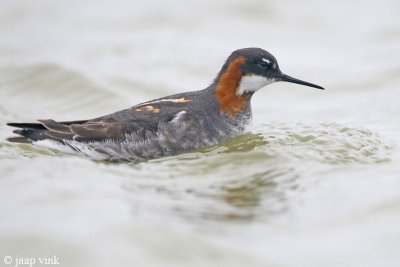 Red-necked Phalarope - Grauwe Franjepoot - Phalaropus lobatus