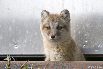 Arctic Fox - Poolvos - Alopex lagopus