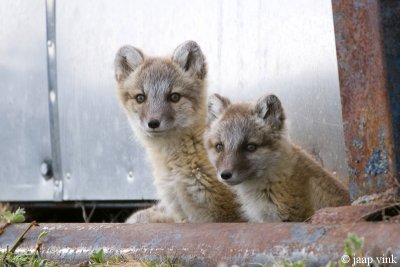 Arctic Fox - Poolvos - Alopex lagopus