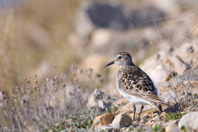 Baird's Sandpiper - Bairds Strandloper - Calidris bairdii