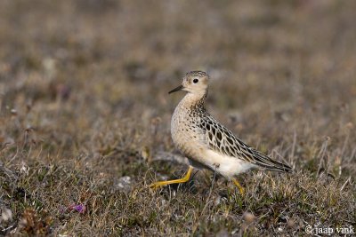 Buff-breasted Sandpiper - Blonde Ruiter - Tryngites subruficollis