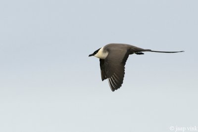 Long-tailed Skua - Kleinste Jager - Stercorarius longicaudus