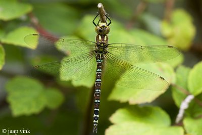 Southern Hawker - Blauwe Glazenmaker - Aeshna cyanea