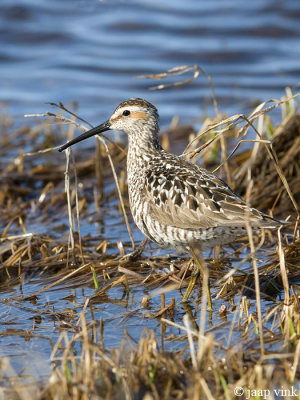 Stilt Sandpiper - Steltstrandloper - Calidris himantopus