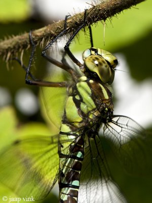 Southern Hawker - Blauwe Glazenmaker - Aeshna cyanea