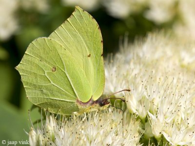 Brimstone - Citroenvlinder - Gonepteryx rhamni