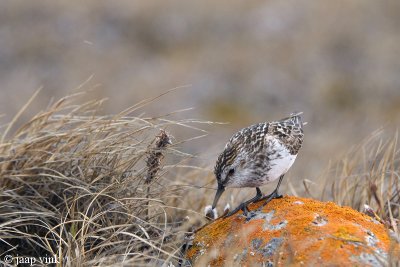 Semipalmated Sandpiper - Grijze Strandloper - Calidris pusilla