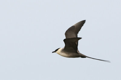 Long-tailed Skua - Kleinste Jager - Stercorarius longicaudus