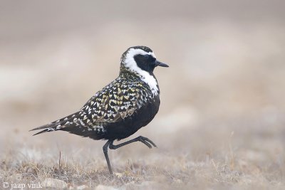 American Golden Plover - Amerikaanse Goudplevier - Pluvialis dominica