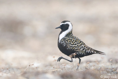 American Golden Plover - Amerikaanse Goudplevier - Pluvialis dominica