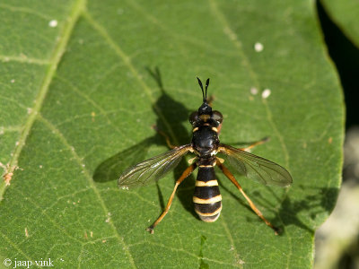 Thick-headed Fly - Blaaskopvlieg - Conops flavipes