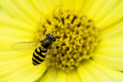 Common Banded Hoverfly - Bessenbandzweefvlieg - Syrphus ribesii