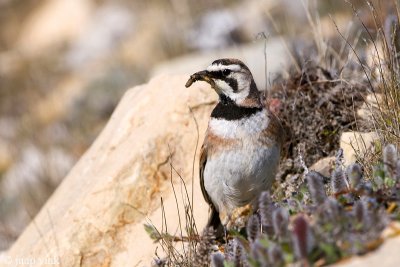 Horned Lark - Strandleeuwerik - Eremophila alpestris