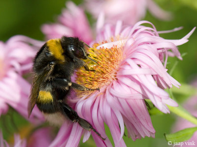 Buff-tailed Bumblebee - Aardhommel - Bombus terrestris