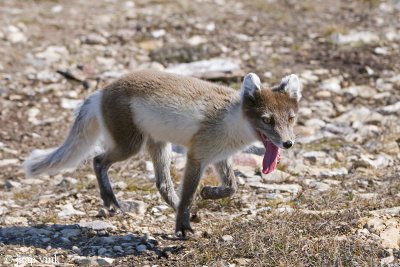 Arctic Fox - Poolvos - Alopex lagopus