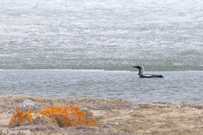 Pacific Diver - Pacifische Duiker - Gavia pacifica