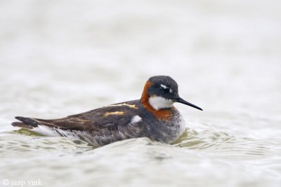 Red-necked Phalarope - Grauwe Franjepoot - Phalaropus lobatus