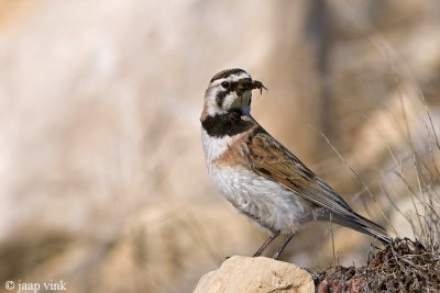 Horned Lark - Strandleeuwerik - Eremophila alpestris