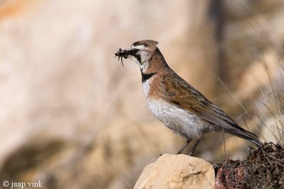 Horned Lark - Strandleeuwerik - Eremophila alpestris