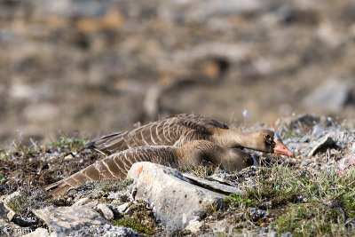 White-fronted Goose - Kolgans - Anser albifrons