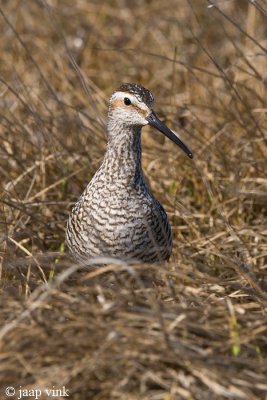 Stilt Sandpiper - Steltstrandloper - Calidris himantopus