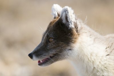 Arctic Fox - Poolvos - Alopex lagopus