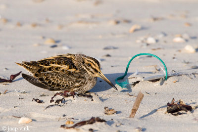 Jack Snipe - Bokje - Lymnocryptes minimus