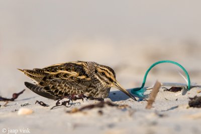 Jack Snipe - Bokje - Lymnocryptes minimus