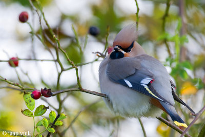 Bohemian Waxwing - Pestvogel - Bombycilla garrulus