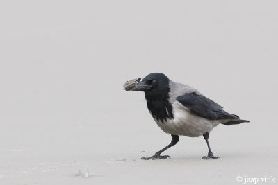 Hooded Crow - Bonte Kraai - Corvus cornix