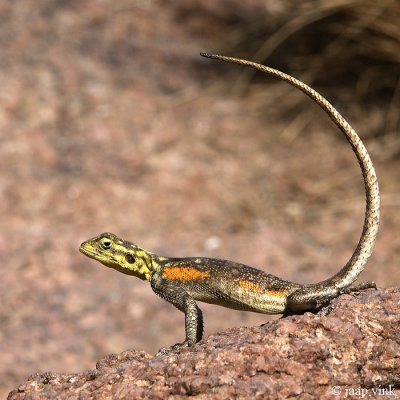 Namibian Rock Agama - Namibische Rots-agama - Agama planiceps