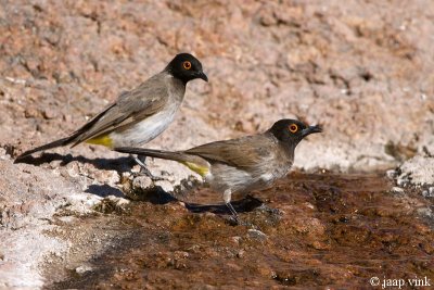 African Red-eyed Bulbul - Maskerbuulbuul - Pycnonotus nigricans